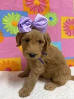 DORTHEA, a female English Goldendoodle for sale in Olpe, KS – 4 of 4