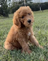 Abe, a male Poodle - Standard  for sale in Olpe, KS – 3 of 9