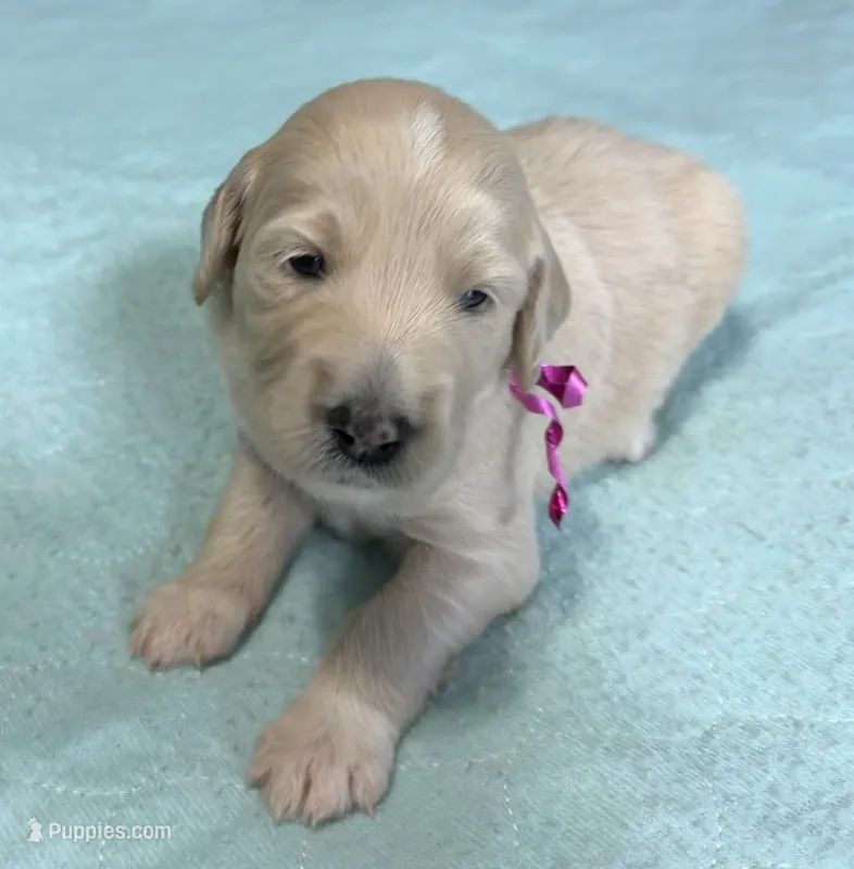 Martha – Goldendoodle puppy for sale in Olpe, KS
