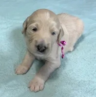 Martha, a female Goldendoodle for sale in Olpe, KS – 1 of 7