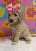 Martha, a female Goldendoodle for sale in Olpe, KS – 6 of 7