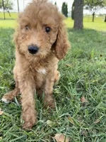 Abe, a male Poodle - Standard  for sale in Olpe, KS – 6 of 9