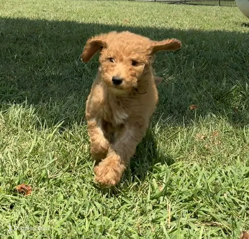 Abe – Poodle - Standard  puppy for sale in Olpe, KS