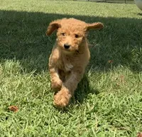 Abe, a male Poodle - Standard  for sale in Olpe, KS – 1 of 9