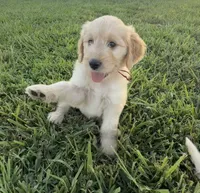 Martha, a female Goldendoodle for sale in Olpe, KS – 4 of 7