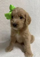 Abigail, a female Goldendoodle for sale in Olpe, KS – 2 of 4