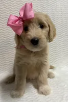 Martha, a female Goldendoodle for sale in Olpe, KS – 5 of 7