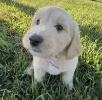 Martha, a female Goldendoodle for sale in Olpe, KS – 3 of 7