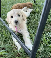 Martha, a female Goldendoodle for sale in Olpe, KS – 7 of 7