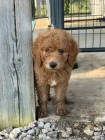 Abe, a male Poodle - Standard  for sale in Olpe, KS – 5 of 9