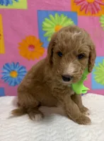 George , a male Goldendoodle for sale in Olpe, KS – 3 of 5