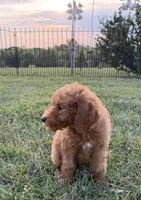 Abe, a male Poodle - Standard  for sale in Olpe, KS – 9 of 9