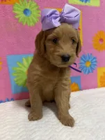 DORTHEA, a female English Goldendoodle for sale in Olpe, KS – 3 of 4