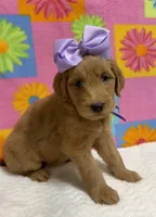 DORTHEA, a female English Goldendoodle for sale in Olpe, KS – 2 of 4