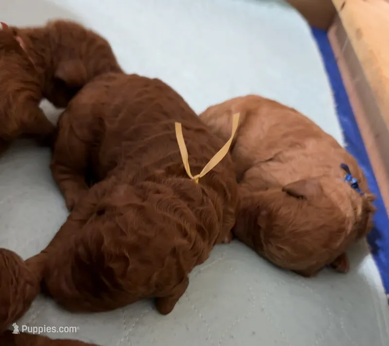 Sully – Irish Doodle puppy for sale in Olpe, KS