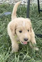 Abigail, a female Goldendoodle for sale in Olpe, KS – 3 of 4