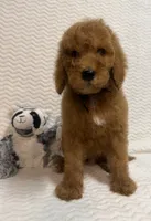 Abe, a male Poodle - Standard  for sale in Olpe, KS – 8 of 9
