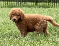 Abe, a male Poodle - Standard  for sale in Olpe, KS – 7 of 9