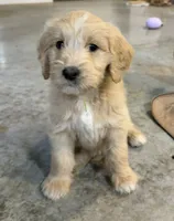 Abigail, a female Goldendoodle for sale in Olpe, KS – 4 of 4
