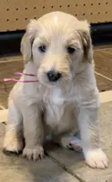 Martha, a female Goldendoodle for sale in Olpe, KS – 2 of 7