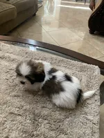 Thor, a male Shih Tzu for sale in Elk Grove, CA – 2 of 6