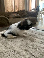 Milo, a male Shih Tzu for sale in Elk Grove, CA – 2 of 6