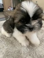 Sparky, a male Shih Tzu for sale in Elk Grove, CA – 3 of 7