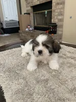 Thor, a male Shih Tzu for sale in Elk Grove, CA – 4 of 6