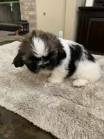 Milo, a male Shih Tzu for sale in Elk Grove, CA – 4 of 6