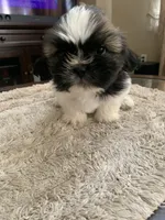 Milo, a male Shih Tzu for sale in Elk Grove, CA – 3 of 6