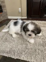 Thor, a male Shih Tzu for sale in Elk Grove, CA – 6 of 6