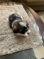 Sparky, a male Shih Tzu for sale in Elk Grove, CA – 5 of 7