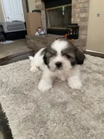 Thor, a male Shih Tzu for sale in Elk Grove, CA – 5 of 6