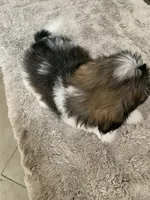 Sparky, a male Shih Tzu for sale in Elk Grove, CA – 7 of 7