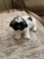 Zeus, a male Shih Tzu for sale in Elk Grove, CA – 5 of 5