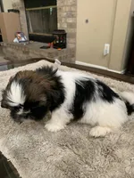 Milo, a male Shih Tzu for sale in Elk Grove, CA – 5 of 6