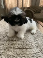 Zeus, a male Shih Tzu for sale in Elk Grove, CA – 4 of 5