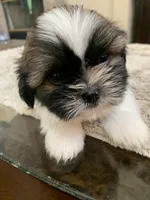 Sparky, a male Shih Tzu for sale in Elk Grove, CA – 4 of 7
