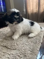 Zeus, a male Shih Tzu for sale in Elk Grove, CA – 3 of 5