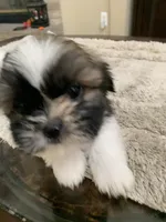 Sparky, a male Shih Tzu for sale in Elk Grove, CA – 2 of 7