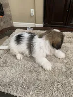 Thor, a male Shih Tzu for sale in Elk Grove, CA – 3 of 6