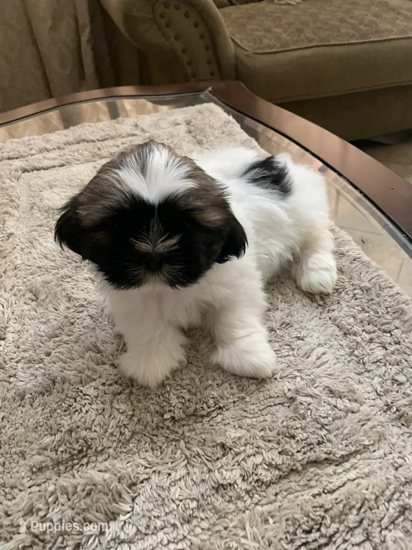 Zeus – Shih Tzu puppy for sale in Elk Grove, CA