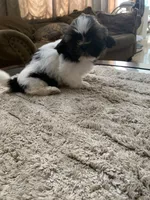 Milo, a male Shih Tzu for sale in Elk Grove, CA – 6 of 6