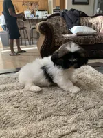 Zeus, a male Shih Tzu for sale in Elk Grove, CA – 2 of 5