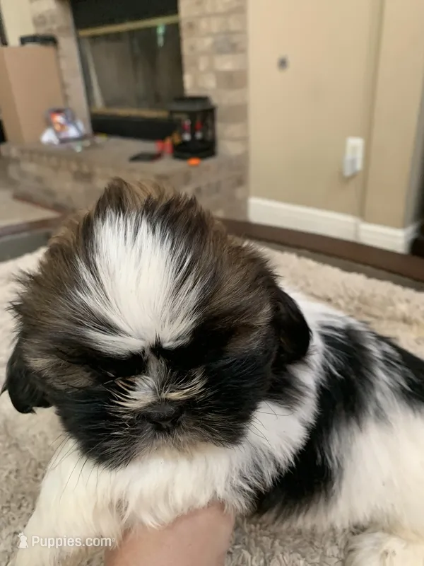 Milo, a male Shih Tzu for sale in Elk Grove, CA – 1 of 6