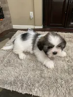 Thor, a male Shih Tzu for sale in Elk Grove, CA – 1 of 6