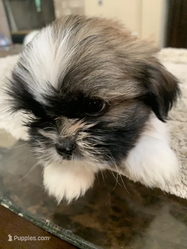 Sparky – Shih Tzu puppy for sale in Elk Grove, CA
