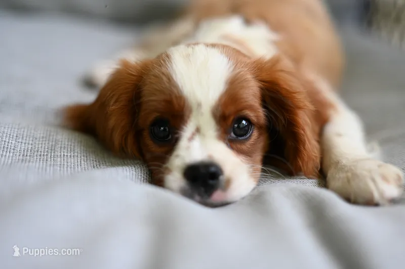 ACA Reg 'Vince'  – Cavalier King Charles Spaniel puppy for sale in Seneca Falls, NY