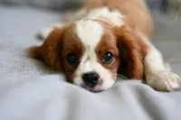 ACA Reg 'Vince' , a male Cavalier King Charles Spaniel for sale in Seneca Falls, NY – 1 of 4