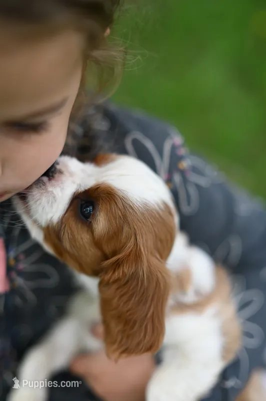 ACA Reg 'Victoria' RTG May 18 – Cavalier King Charles Spaniel puppy for sale in Seneca Falls, NY